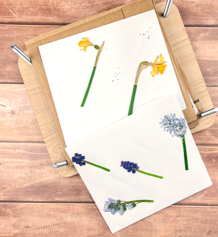 Flower Press Kit, Wildflower and Mason Jar Engraved, Gift for Mom or Grandma